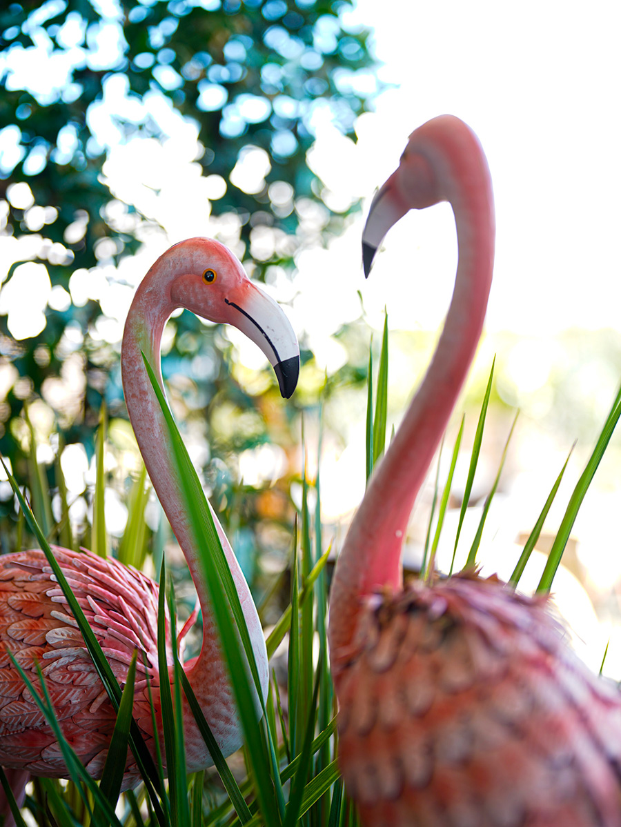flamand rose terrasse restaurant min de rungis